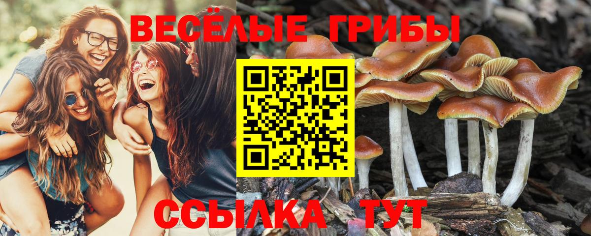 Галлюциногенные грибы GOLDEN TEACHER  Вход с VPN  Галлюциногенные грибы MAGIC MUSHROOMS  Гусиноозёрск 